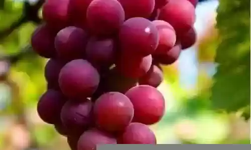 葡萄的最佳阵容搭配插图