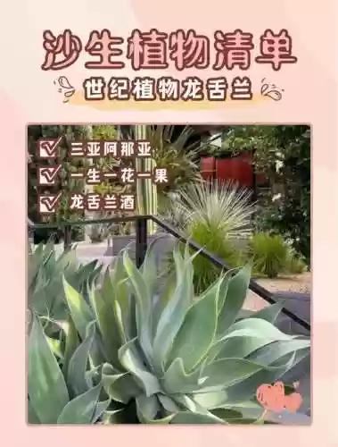 龙舌兰高原19攻略插图1