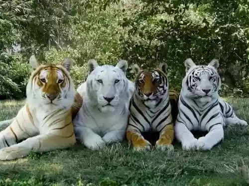 老虎顶级阵容插图1
