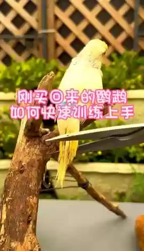 鸟有些什么技能好训练，鸟有些什么技能好训练呢插图1