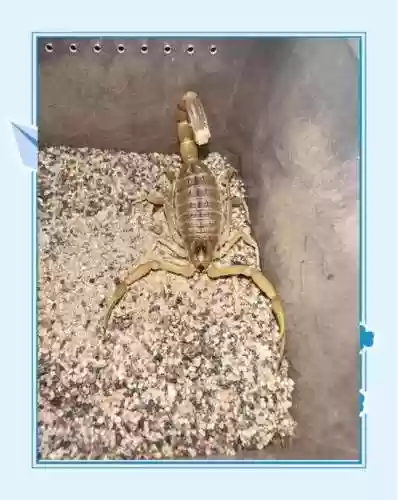 一部蝎子放到手上就可以当武器的电视，蝎子可以上手吗插图1