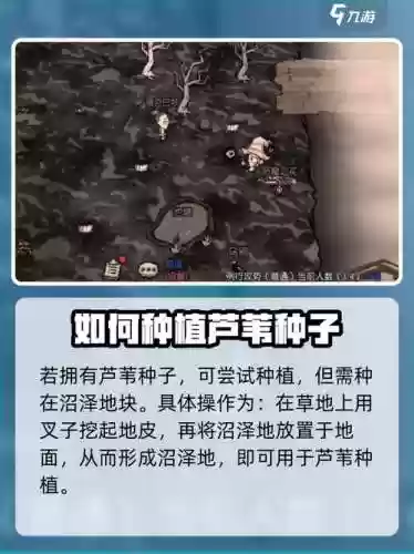 饥荒芦苇微微技能，饥荒芦苇有什么作用插图1