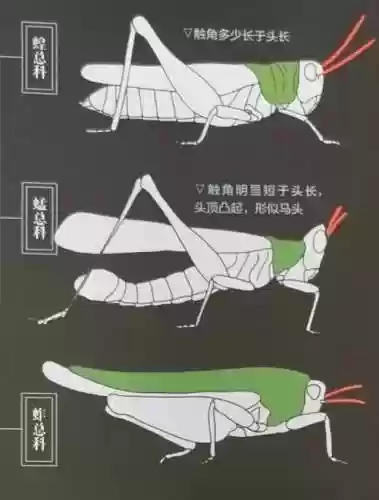 7.4蚂蚱技能加点,蚂蚱怎么点技能插图1 7.4蚂蚱技能加点,蚂蚱怎么点技能插图1