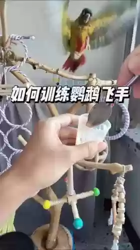 鸟有些什么技能好训练，鸟有些什么技能好训练呢插图