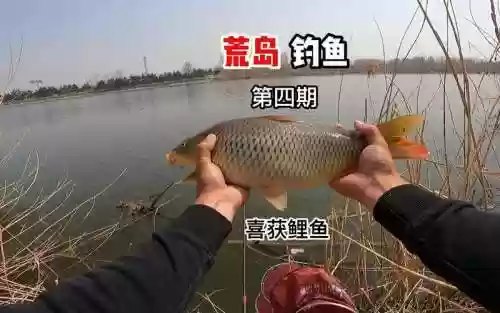 荒岛钓鱼攻略，荒岛钓鱼是什么节目插图1