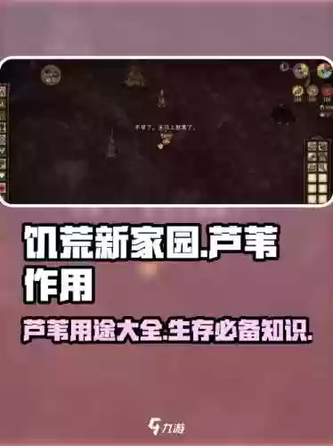 饥荒芦苇微微技能，饥荒芦苇有什么作用插图