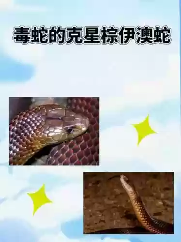 哪里能打造毒蛇装备，毒蛇任务流程插图1